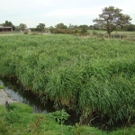Reed Establishment in Reedbeds after 9 months