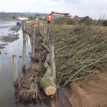 04 Installing a live brush mattress revetment with whole tree toe