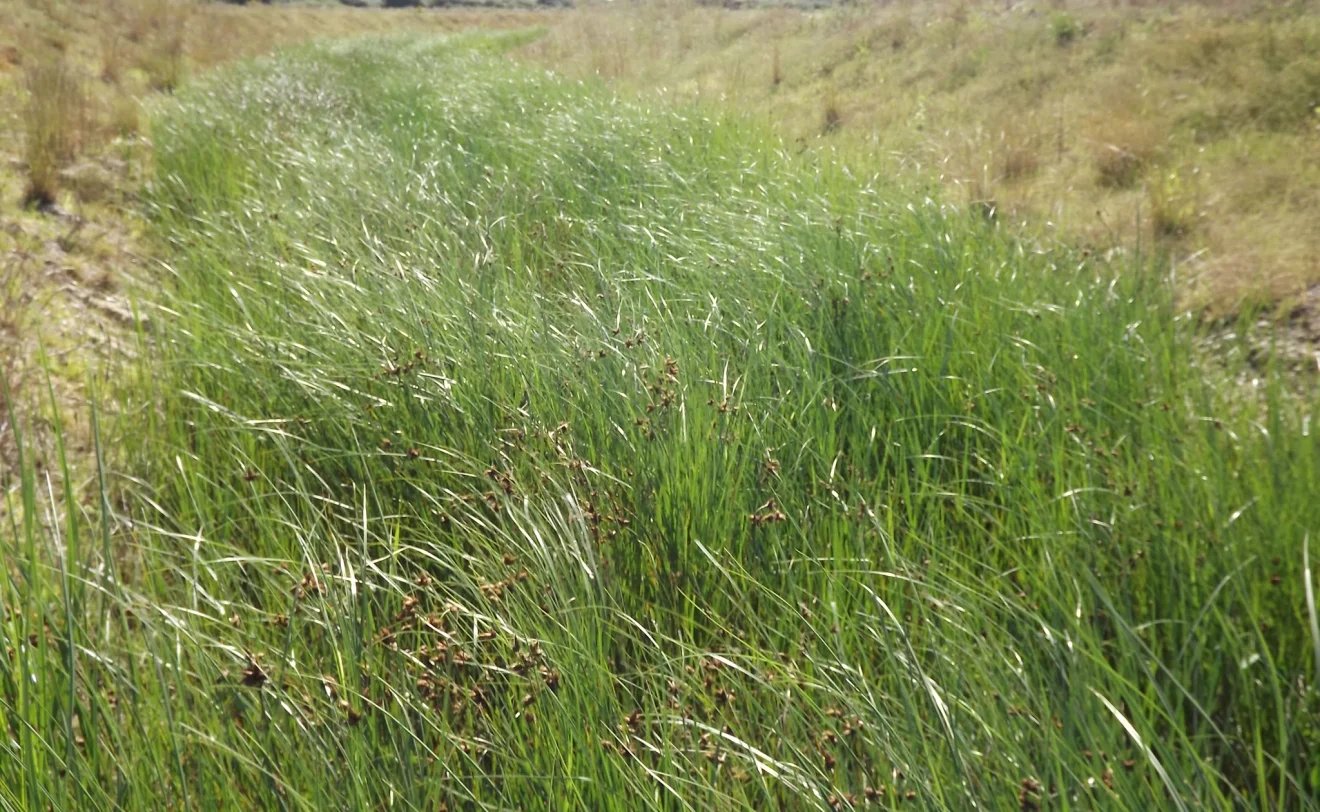 Regrowth in new channel