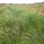 Regrowth in new channel