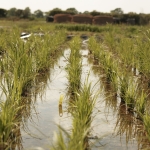We plant our pallets at a high density and grow on at the nursery