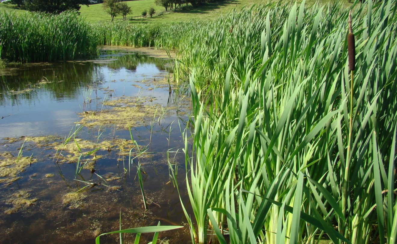 Salwarpe Reedbed Salix Solutions