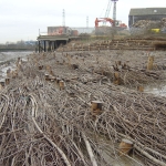 Brushwood Faggots Staked in Place To Accrete Sediment