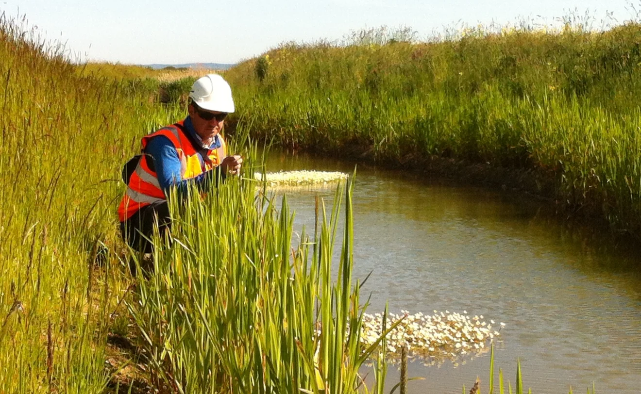 New ditches for water vole created using pre-established coir pallets and planting