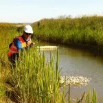 New ditches for water vole created using pre-established coir pallets and planting