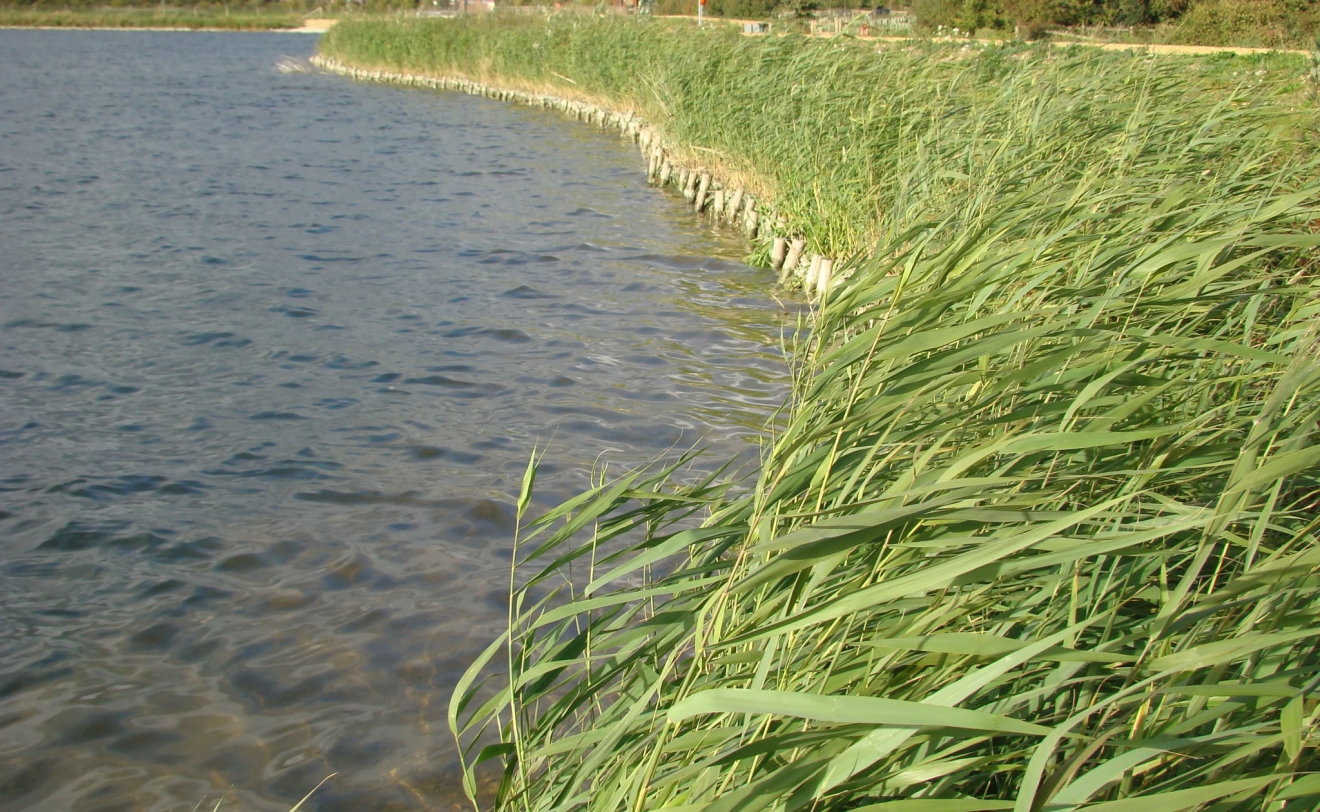 4 Reservoir Shoreline One Year Later With Excellent Reed Growth