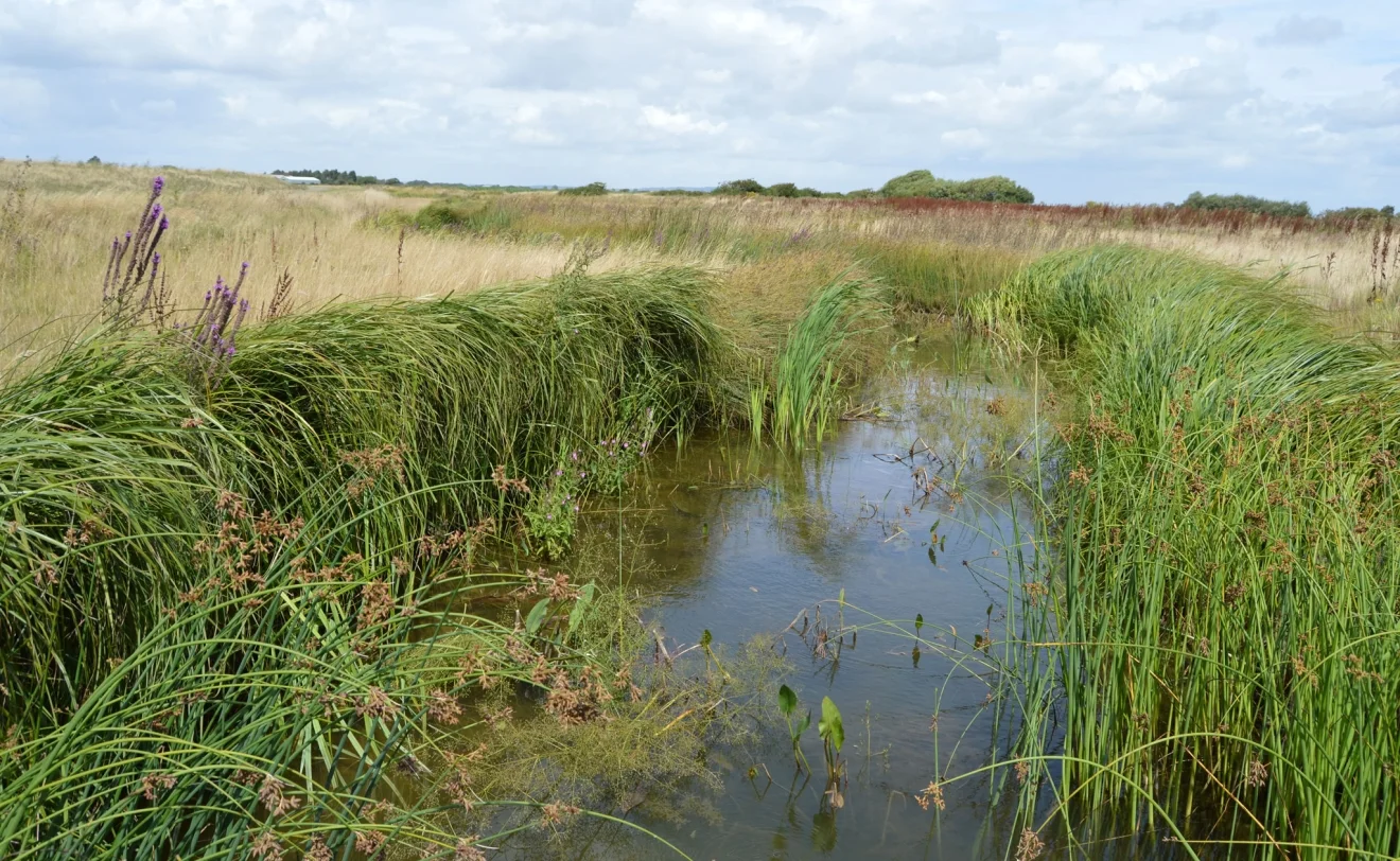 Coir Pallets after 18 months creating mature Watervole Habitat