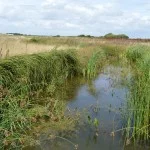 Coir Pallets after 18 months creating mature Watervole Habitat