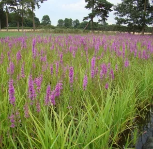 Purple Loosestrife flowering within pre-established coir pallets at Salix nursery