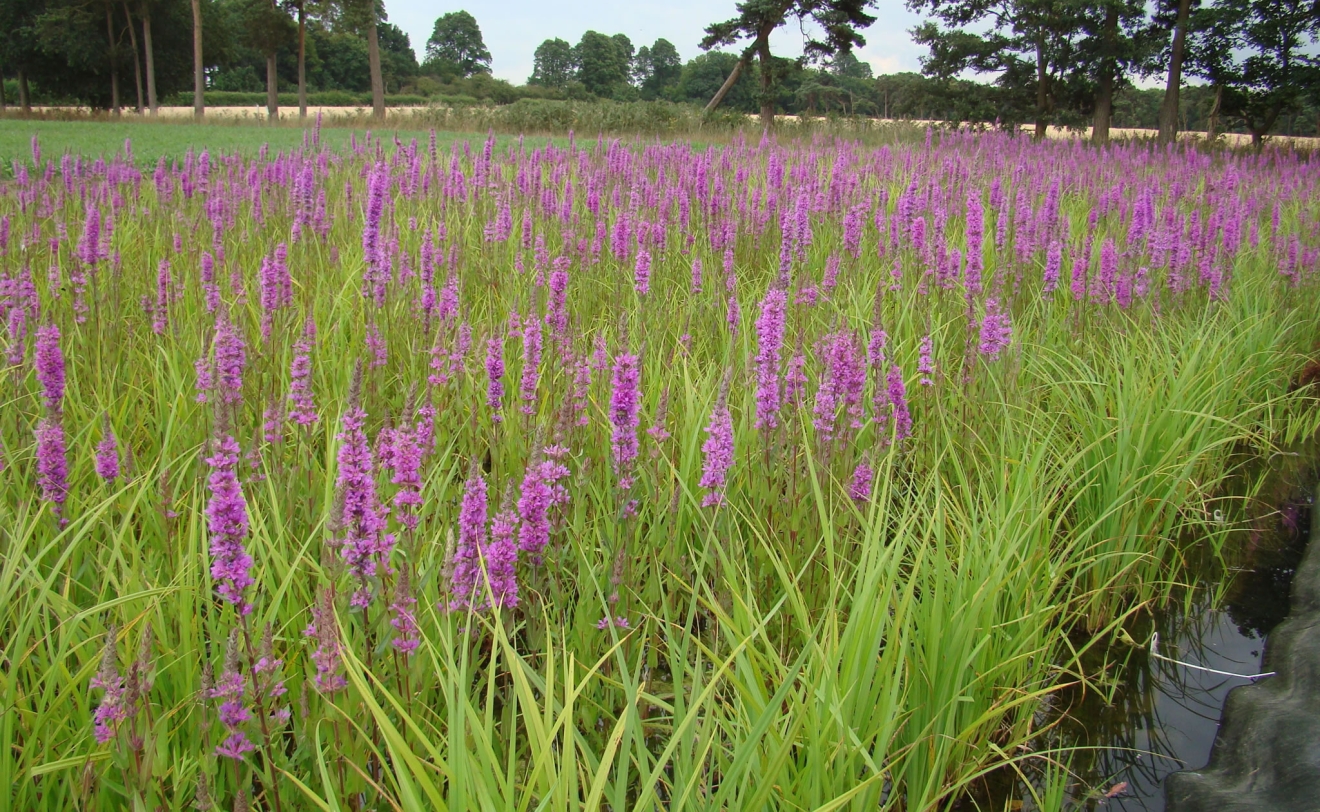 Purple Loosestrife flowering within Pre-Established Coir Pallets at Salix nursery