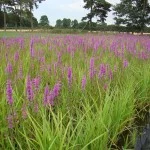 Purple Loosestrife flowering within Pre-Established Coir Pallets at Salix nursery