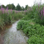 bioengineering solution, willow growing in the bank 6 months later