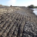 Newly Installed Rock Roll Mattresses on Intertidal River