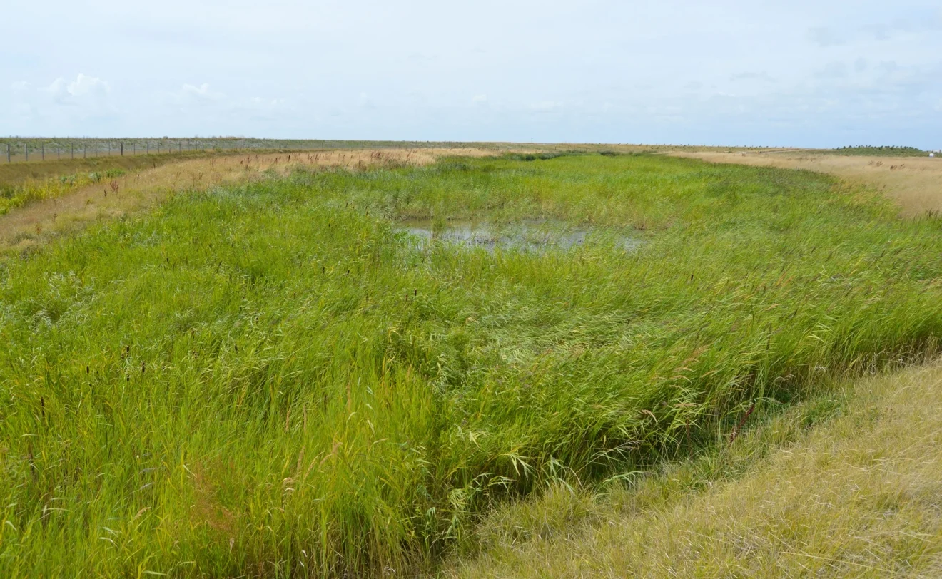 Reedbed Planting