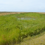 Reedbed Planting