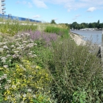 Plug Planting River Thames One Year Later