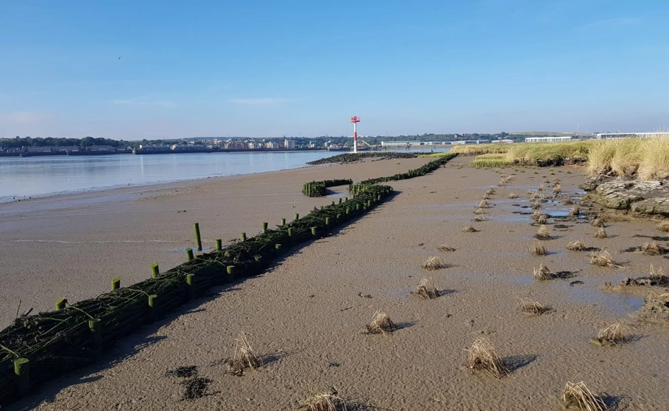 Brushwood fascines for estuarine protection