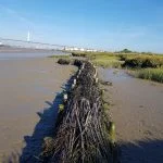 Tidal and estuarine protection using brushwood fascines