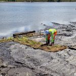 Coir Pallets for vegetation establishment and erosion control