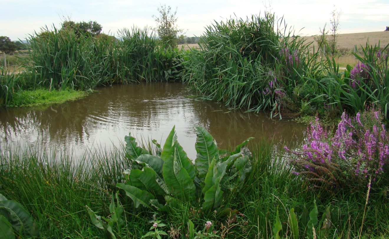 Established wetlands at Twycross