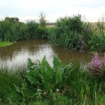 Established wetlands at Twycross