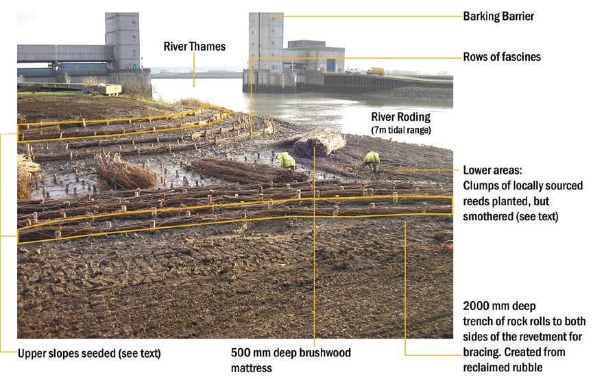 Key Features of the Roding Inter-Tidal Backwater