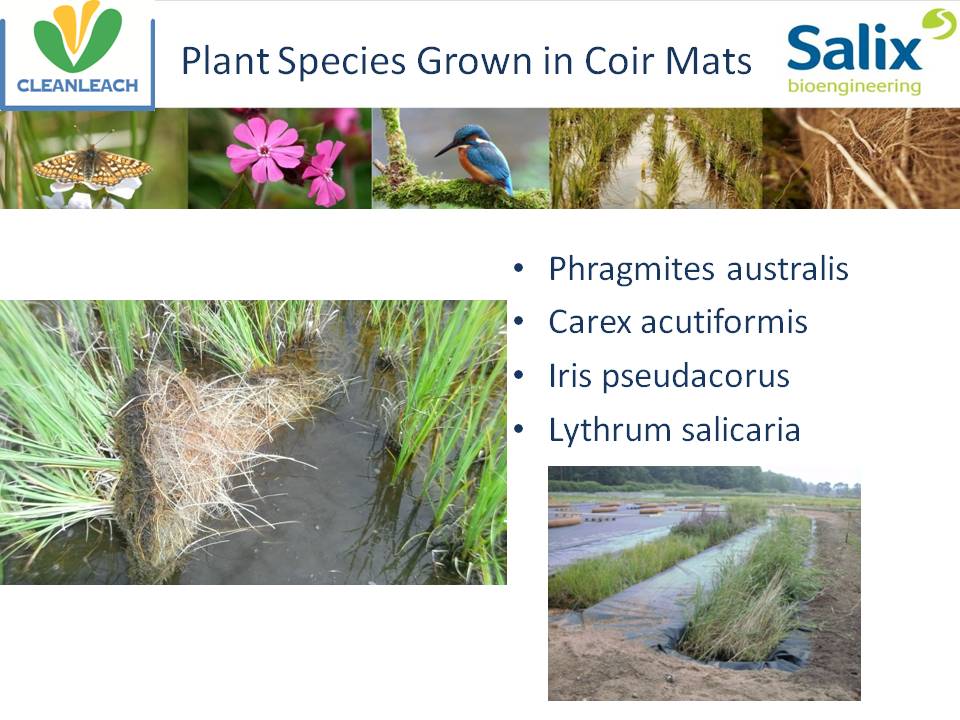 Plant species grown in coir mats