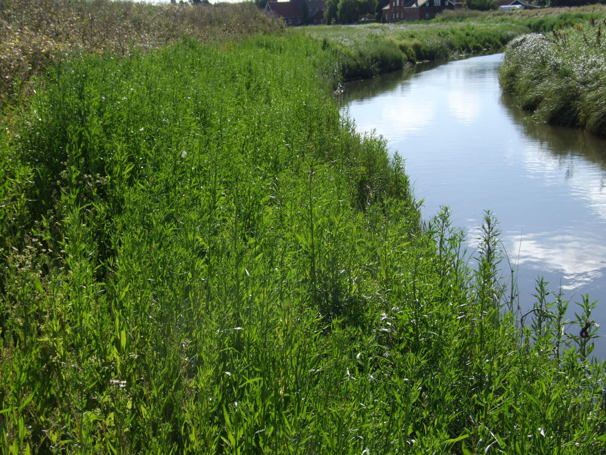 Brushwood fascines and pre-established coir pallets planted with Bolboschoenus maritimus to protect a newly regraded flood defence embankment at Battlesbridge, Essex, UK. A biodegradable erosion control blanket has been used to stabilise the upper bank.