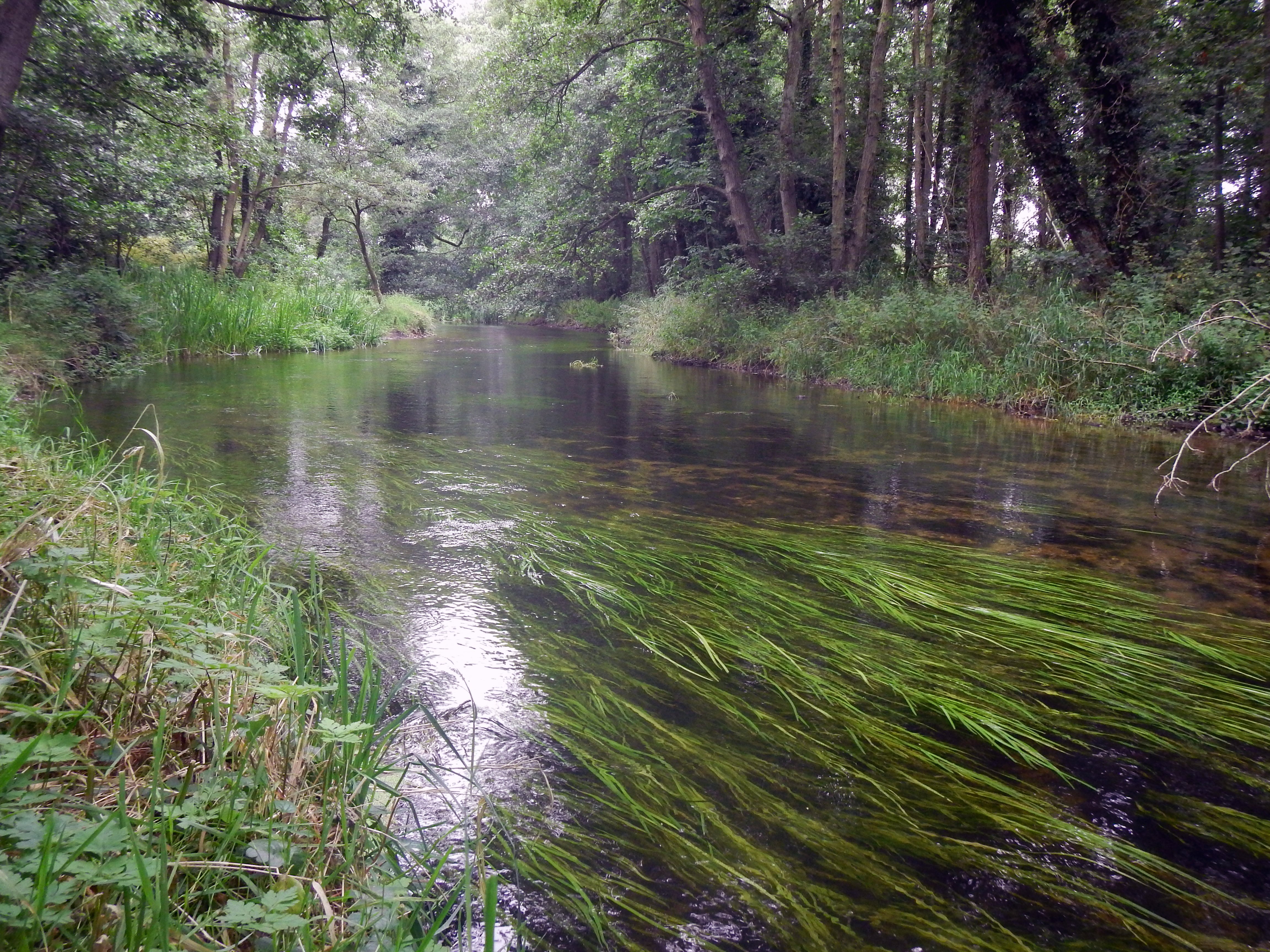 Chalk stream by Jonah at Norfolk River Trust Salix