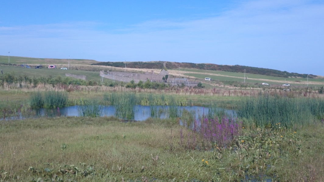 Native plants, reed beds and pond at East Tullos