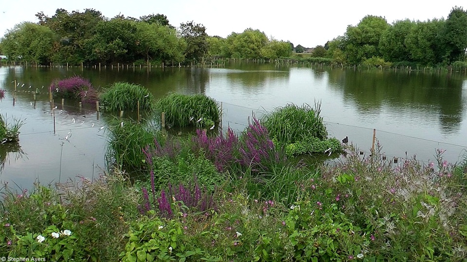 Walthamstow wetlands in bloom Aug 2016 by Steve Ayers