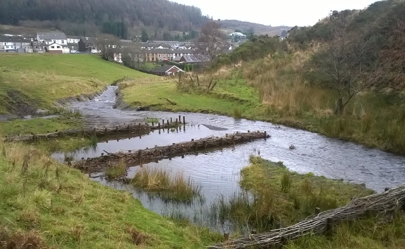 Brushwood fascines at Cwmparc - photo by NRW