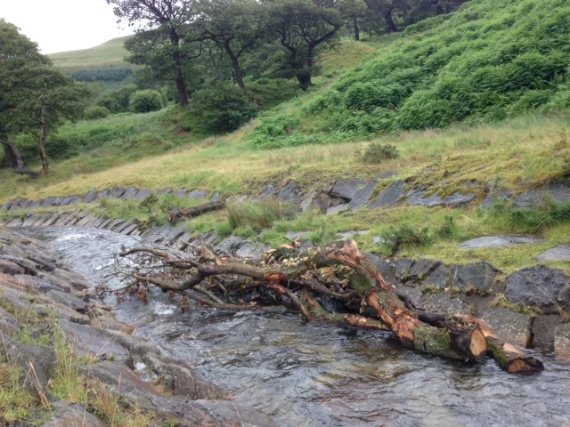 Large Woody Debris in stream at Cwmparc