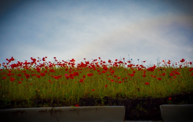A perfect green roof covered in poppies