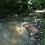 Silt Wattles used in combination with Floc Mats to slow flow