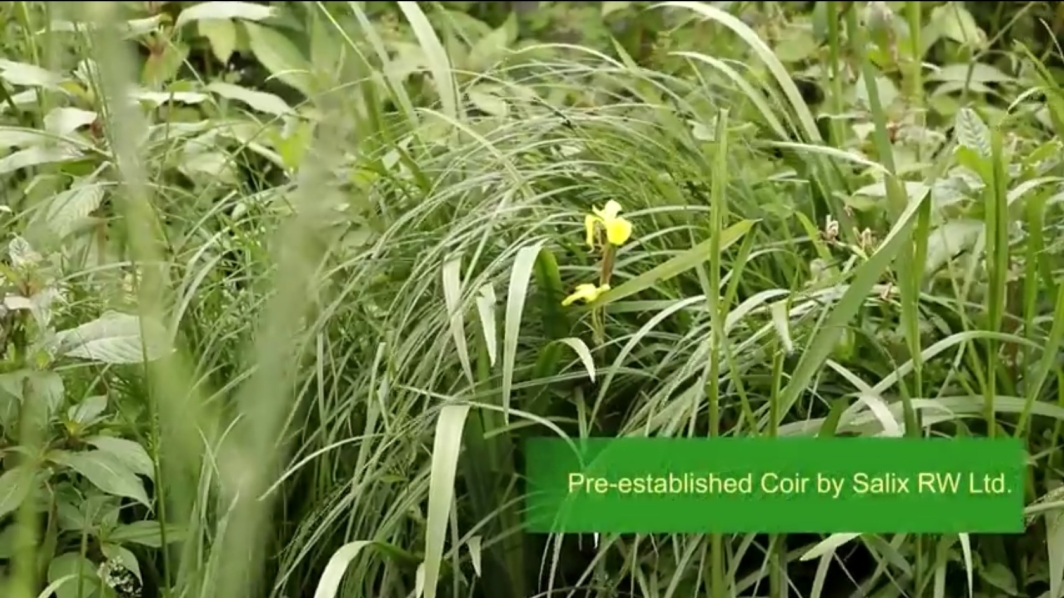 Coir Rolls pre-established with native plants providing erosion control at Porter Brook