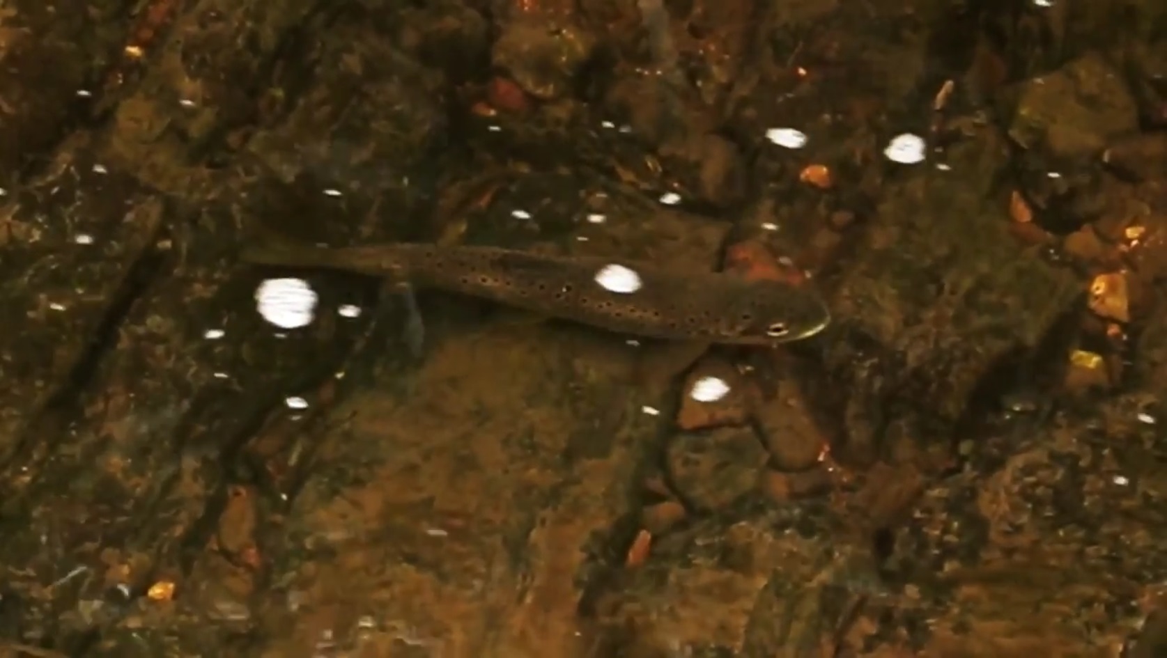 Trout have been seen back in the Porter Brook