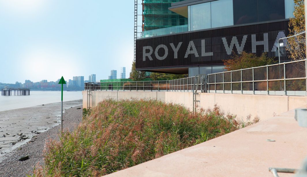 Royal Wharf intertidal reed bed solution - 2 years after installation