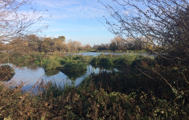 Walthamstow Wetlands reedbeds established 13 November 2017
