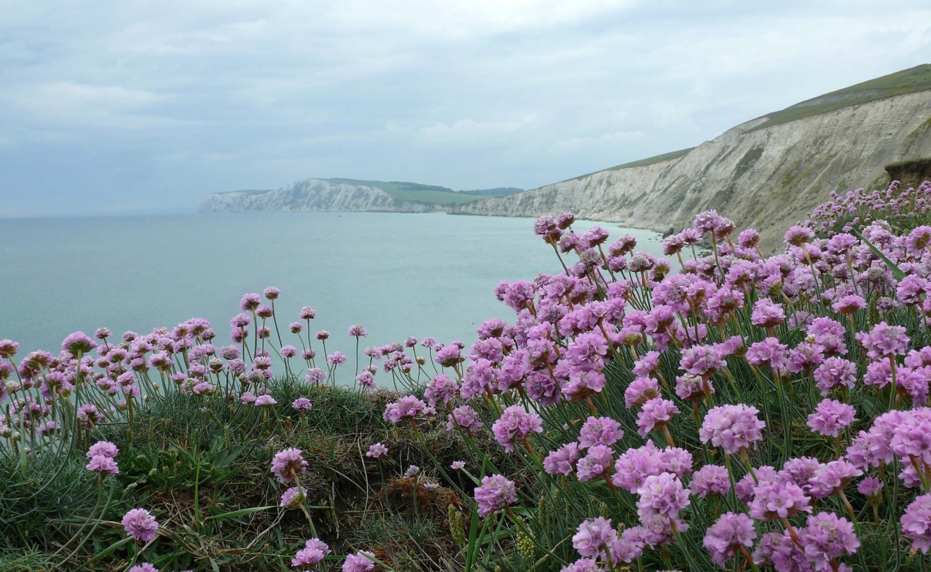 Armeria maritima - Thrift