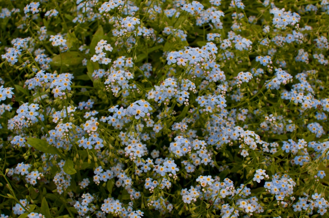 Salix nursery photos