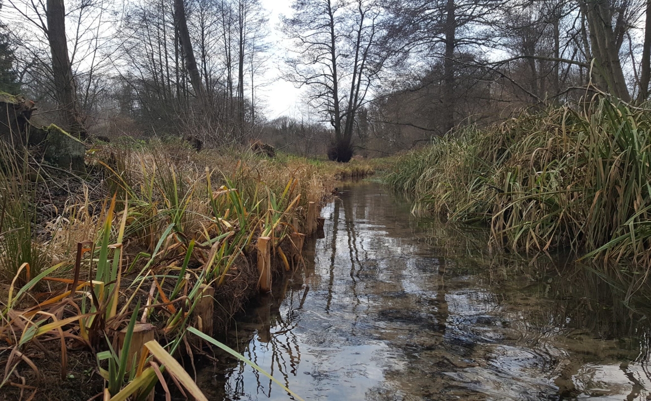 planted-up-channel-providing-safe-habitat-for-water-voles
