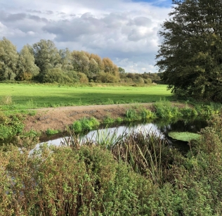 Repaired-river-bank-10-months-on-Bramford