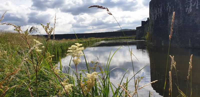 improved-habitat-around-caerphilly-castle-moat-with-salix-grown-wetland-plants-meadowsweet