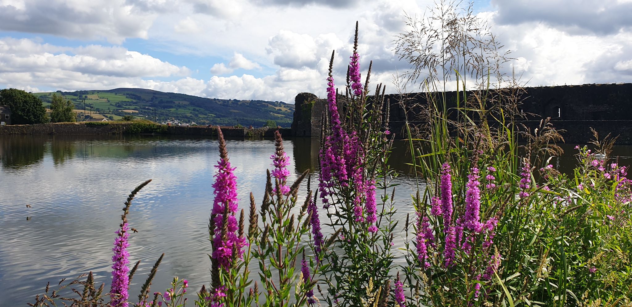 Improved-habitat-around-Caerphilly-Castle-moat-with-Salix-grown-wetland-plants-with the-hills-in-the-background