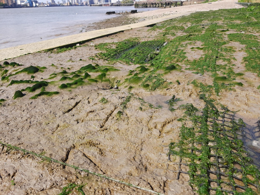 River Gardens Intertidal Habitat Salix