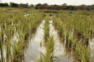 Coir Pallets in water