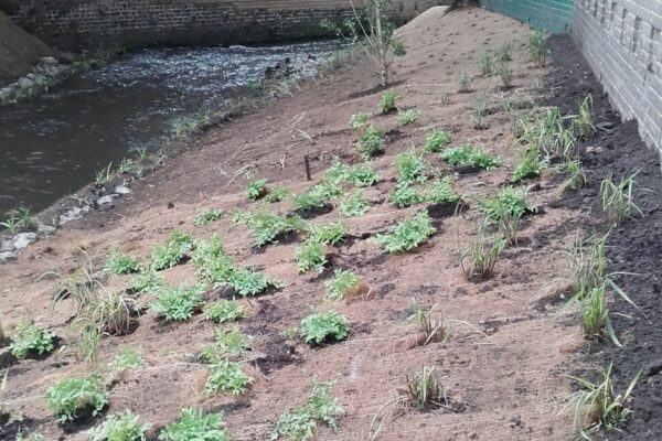 River Quaggy: LewishamRiver Quaggy: Lewisham