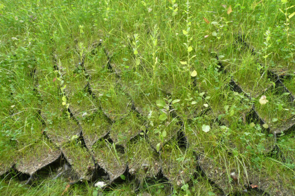 Pewsey Rail Embankment