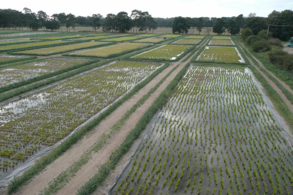 Olympic Park Wetlands
